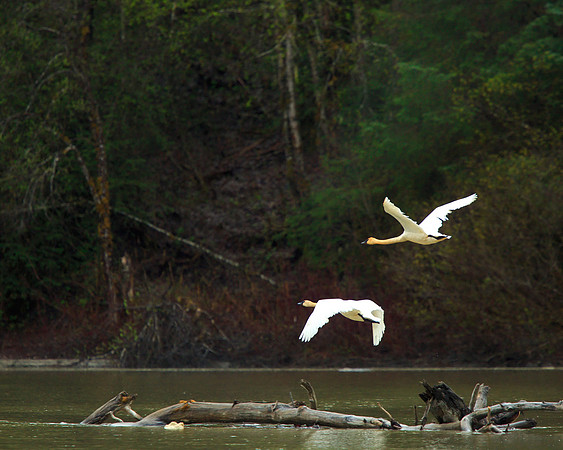Swans on the Chilkat