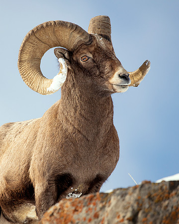 BossBighorn