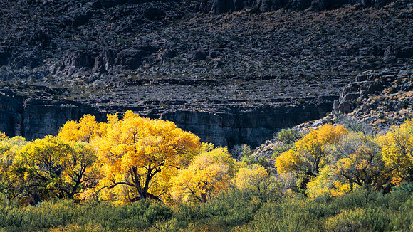 BigBendCottonwoods