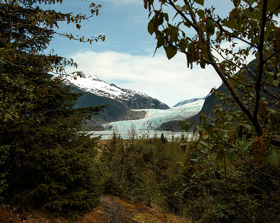 Mendenhall Glacier Woods