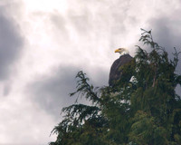 Ketchican2014Eagles&Totems