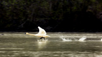 Alaska2014HainesJetboat