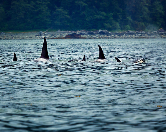 Orca Pod