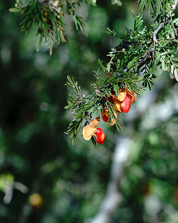 Berries