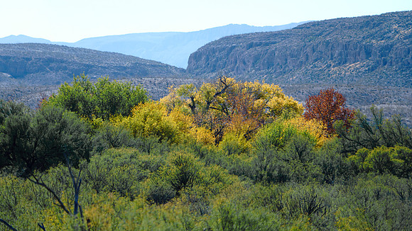 Cottonwood grove