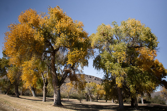 Irrigated Cottonwoods Rio Grande Village
