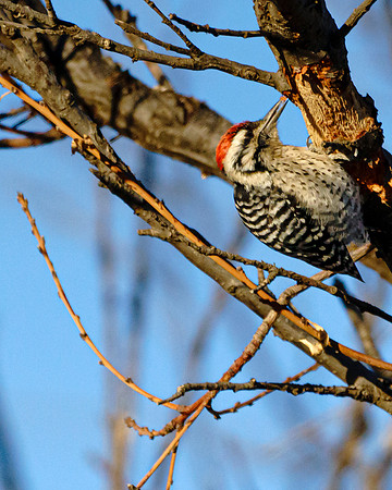Ladderback Woodpecker Morsel