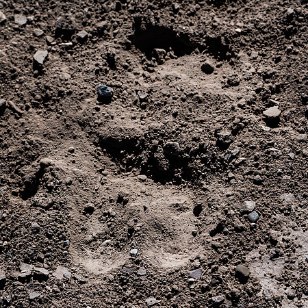 Mule Deer Track