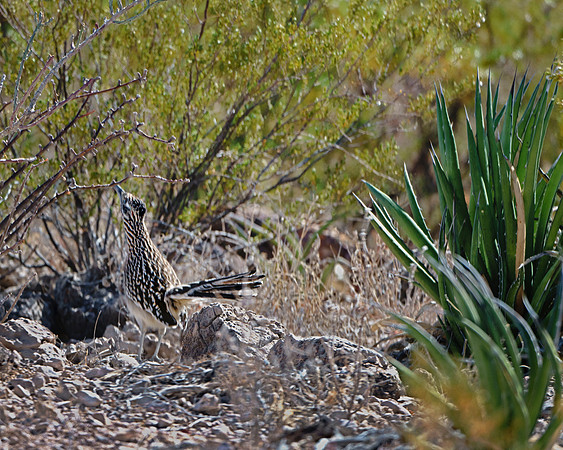 Road Runner