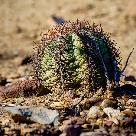 Starter Cactus