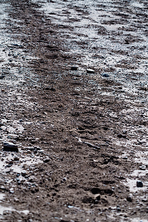 Wildlive on the move