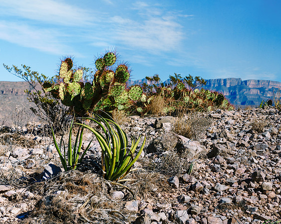 SunCactusRock Boquillas Overlook
