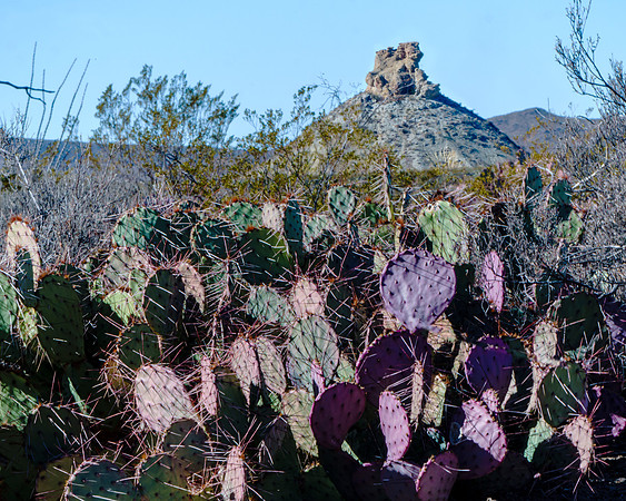 Purple Cactus