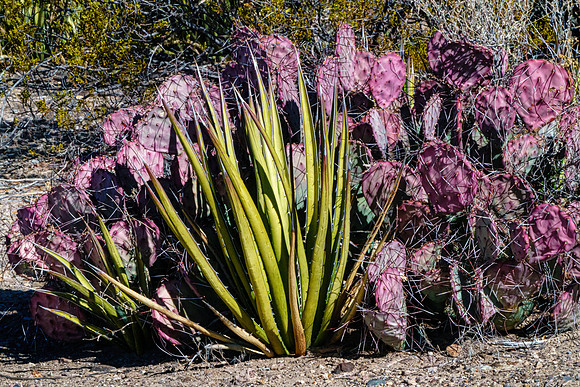 Yucca&Purplecactus
