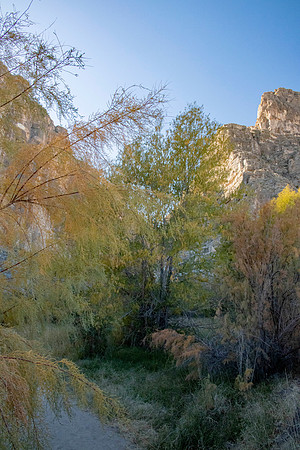 Oasis by the river
