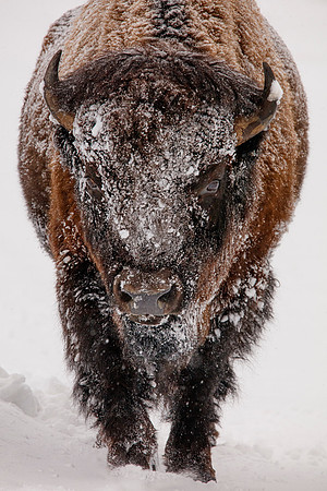 Head On Bison