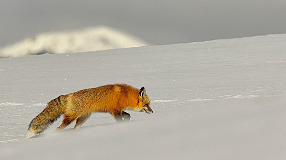 Fox on Snowy hill