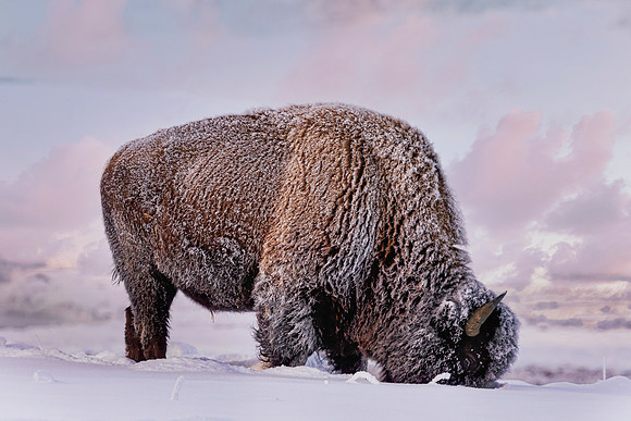 Frosty Bison morning