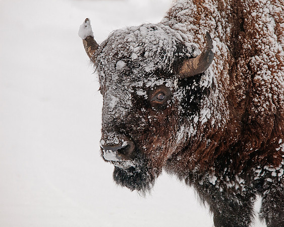 Bison Headshot