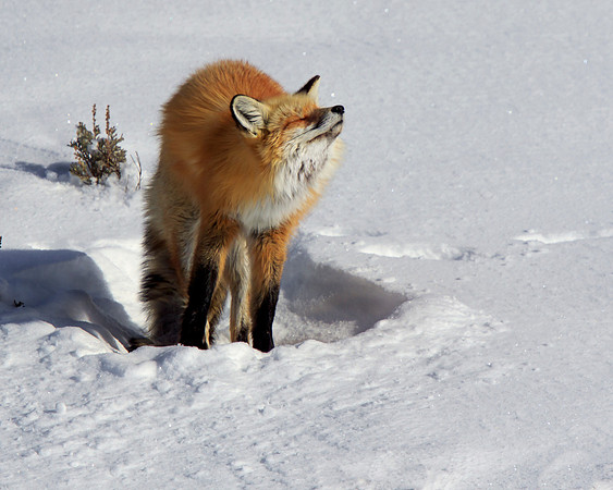 Fox Sun Salutations