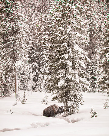 Bison in Blizzard