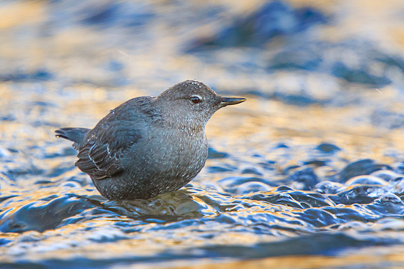 Dipper 2