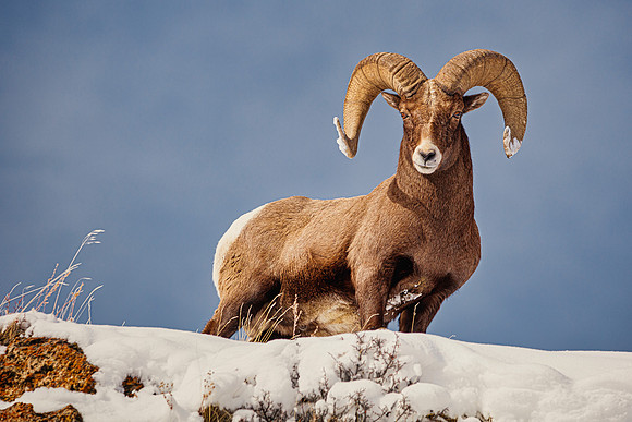 BigHorn Ram