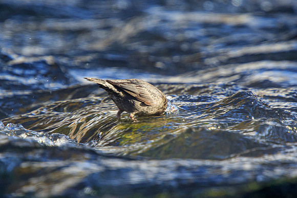 Dipper