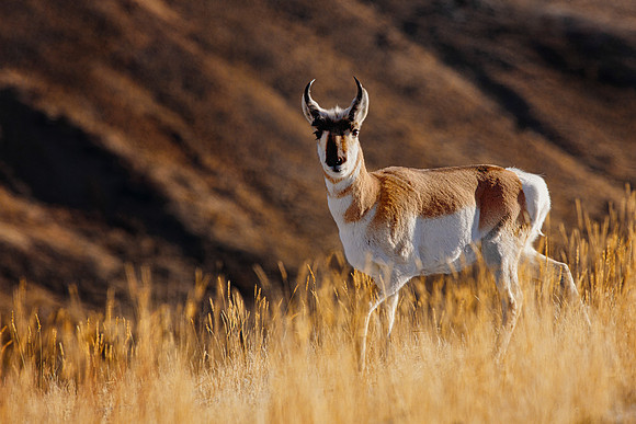 Pronghorn