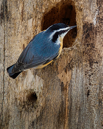 Nuthatch