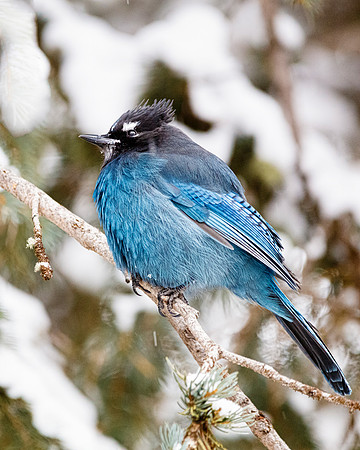 Cold Stellar Jay