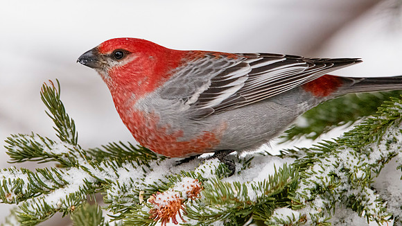 Pine Grosbeak