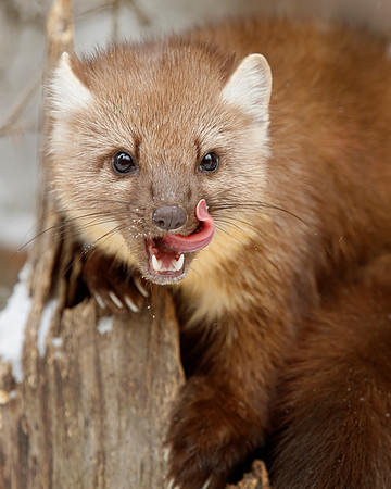 Pine Martin