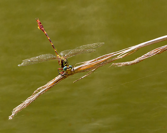 Hunka Hunka Dragonfly