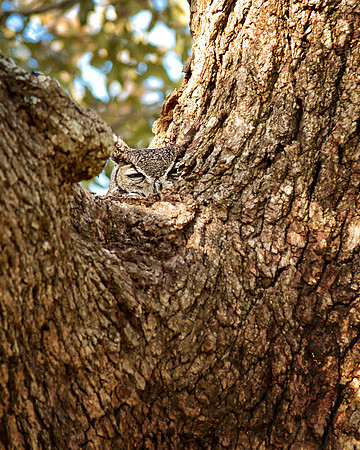 Whoooo can see me?