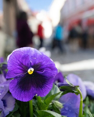 Talinin Pansy