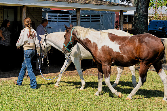 Horse Herd00004