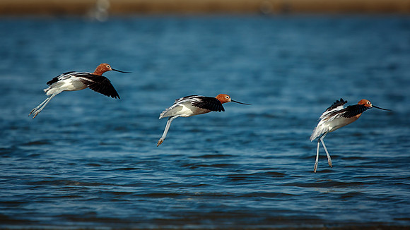 Avocets San Luis Pass