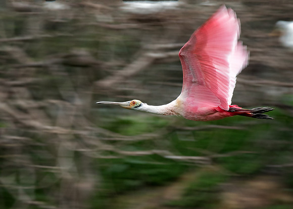 Spoonbill on a Mission