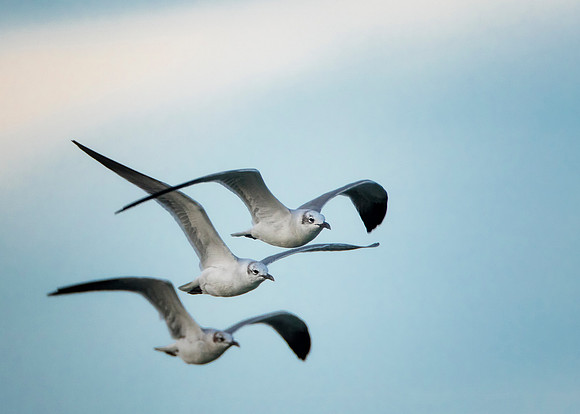 Gulls