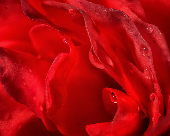 Rain Rose