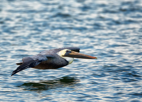 Pelican Ground Effect