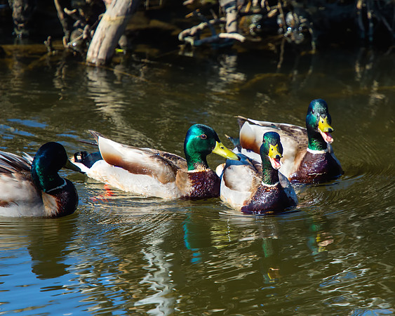 Quackin' Jokes
