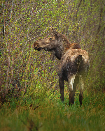 Moose!