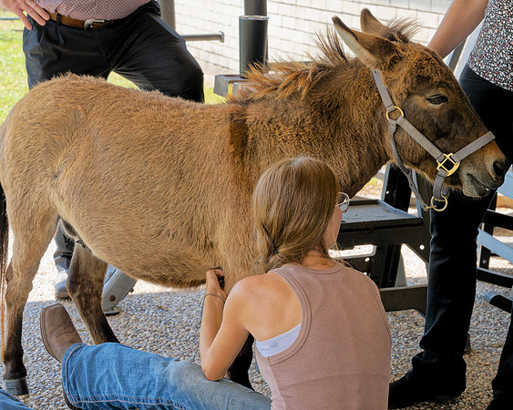 Horse Herd00008