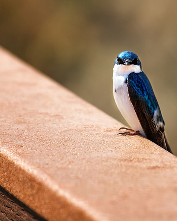 Tree Swallow Alaska