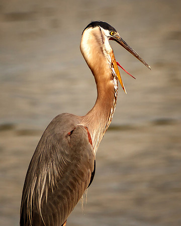 Laughing Heron__