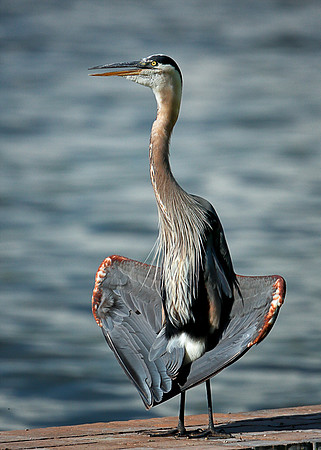 Heron or Satellite Dish?