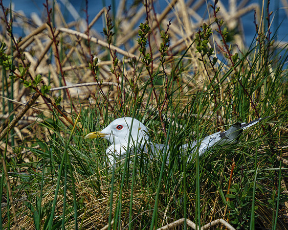Potter's Creek nesting
