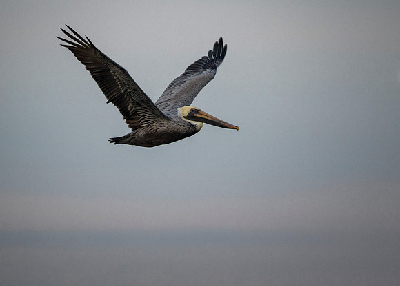 Pelican High Flight